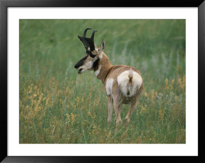 Pronghorn In Buffalo Gap National Grassland by Annie Griffiths Belt Pricing Limited Edition Print image