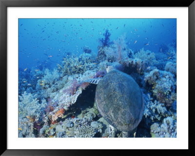 A Turtle Swims Over The Coral Reefs With Marine Life In The Red Sea by Peter Carsten Pricing Limited Edition Print image