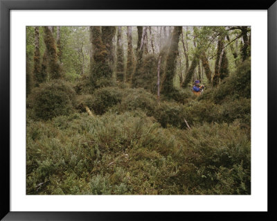 A Hiker Explores A Mossy Enchanted Forest by Gordon Wiltsie Pricing Limited Edition Print image