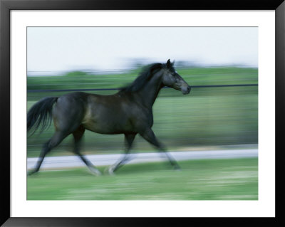 Running Horse by James L. Stanfield Pricing Limited Edition Print image