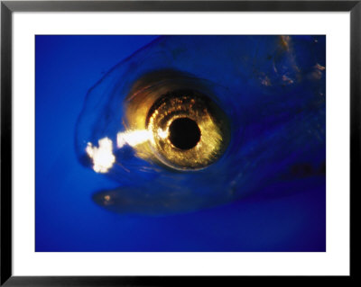 Close Detail Of The Eye Of A Larval Fish by Bill Curtsinger Pricing Limited Edition Print image