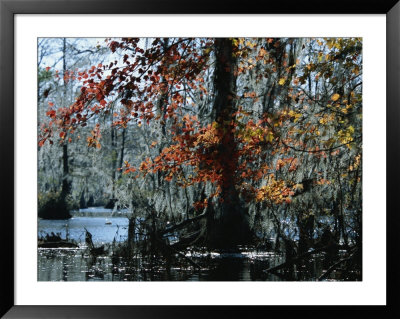 Red Maple And Bald Cypress Trees With Spanish Moss by Raymond Gehman Pricing Limited Edition Print image