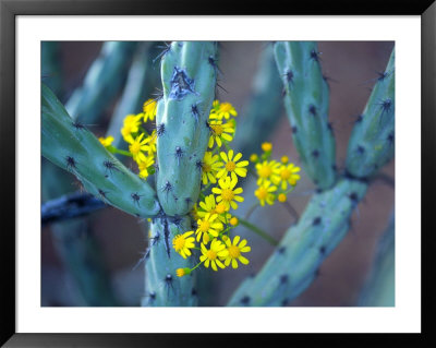 Staghorn Cholla Cactus And Desert Brittle Bush Flowers by Raul Touzon Pricing Limited Edition Print image