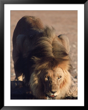 Black Maned Lion Drinking by Bonnie Lange Pricing Limited Edition Print image