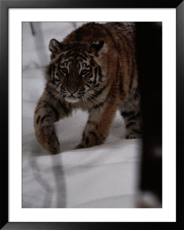Siberian Tiger (Panthera Tigris Altaica) In The Snow by Michael Nichols Pricing Limited Edition Print image