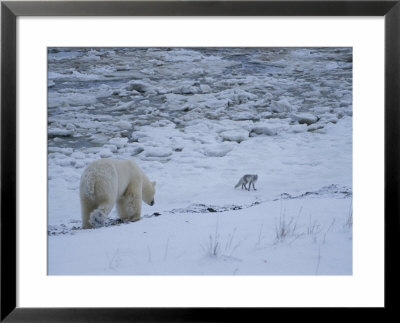 An Arctic Fox Eyes A Polar Bear Foraging For Scraps Of Food by Paul Nicklen Pricing Limited Edition Print image