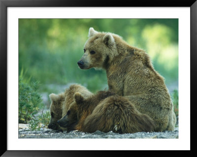 Brown Bear Mother And Cubs Resting by Klaus Nigge Pricing Limited Edition Print image