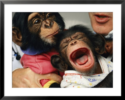 Aids Research Using Chimpanzees As Research Subjects by Steve Winter Pricing Limited Edition Print image