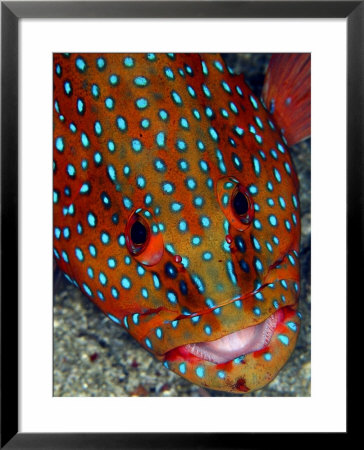 Coral Trout, Komodo, Indonesia by Mark Webster Pricing Limited Edition Print image