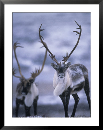 As The Weather Becomes Cooler, Caribou Migrate To The South by Paul Nicklen Pricing Limited Edition Print image