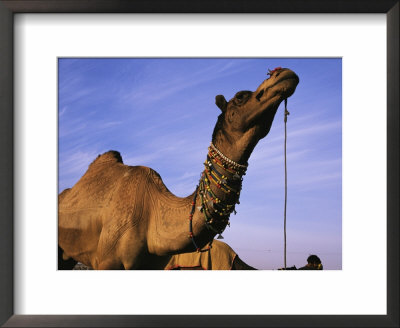 Beaded Necklaces Adorn The Neck Of A Camel by Ed George Pricing Limited Edition Print image