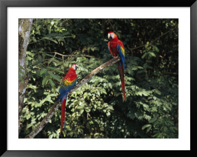 Scarlet Macaws Sit On A Tree Branch In Belize by Ed George Pricing Limited Edition Print image
