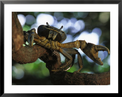 Crab With A Bluish Shell Perched On A Tree Branch by Michael Nichols Pricing Limited Edition Print image