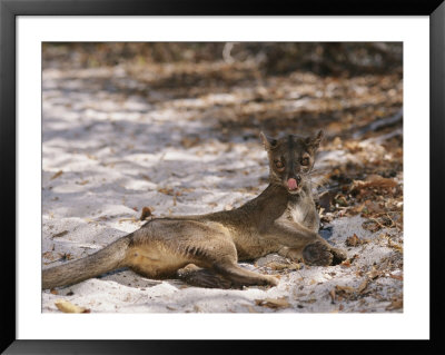 A Fossa Relaxes On The Ground by Roy Toft Pricing Limited Edition Print image