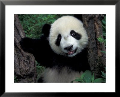 Panda Cub With Tree, Wolong, Sichuan Province, China by Keren Su Pricing Limited Edition Print image