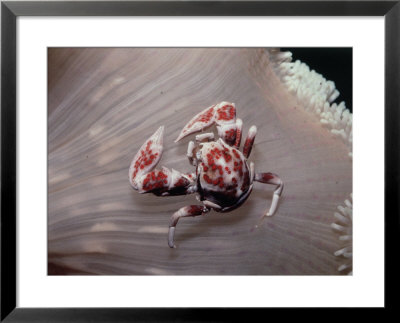 Crab In A Lagoon, La Jolla, Ca by Eddie Stangler Pricing Limited Edition Print image