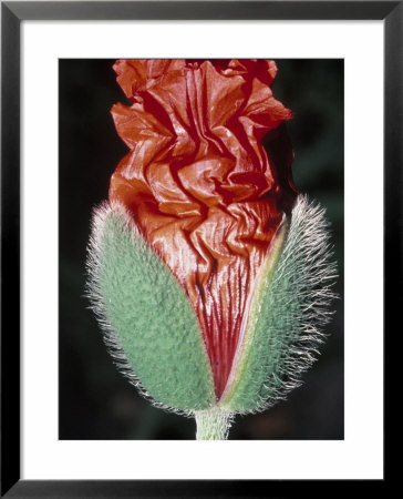 Close-Up Of An Emerging Poppy by Jules Cowan Pricing Limited Edition Print image