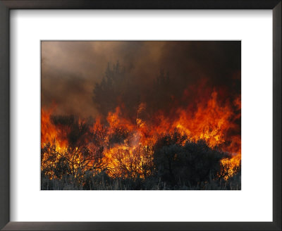 Flames Consume Trees And Brush In A Controlled Burn by Melissa Farlow Pricing Limited Edition Print image