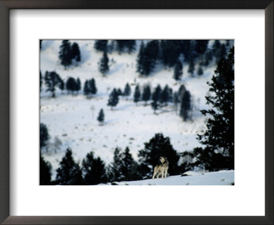 Distant View Of A Gray Wolf Howling On A Snowy Hillside by Joel Sartore Pricing Limited Edition Print image