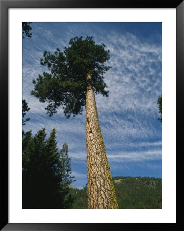 A Ponderosa Pine Tree by Richard Nowitz Pricing Limited Edition Print image