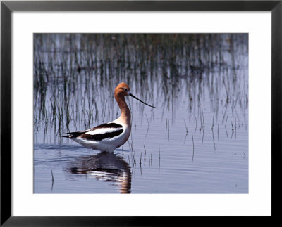 American Avocet Wading by Charles Sleicher Pricing Limited Edition Print image
