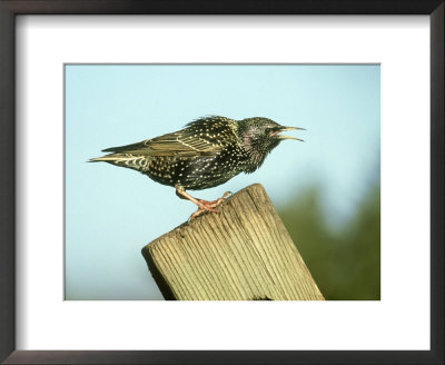 Starling, Sturnus Vulgaris Calling On Fence Post, S. Yorks by Mark Hamblin Pricing Limited Edition Print image