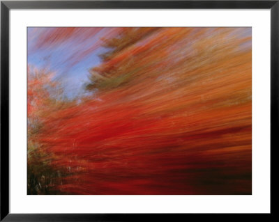 A Panned View Of A Deciduous Forest In Fall Colors by Nick Caloyianis Pricing Limited Edition Print image