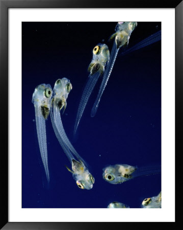 Striped Blenny Fish Larvae Just Emerging From Their Eggs by George Grall Pricing Limited Edition Print image