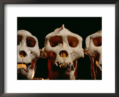 Three Gorilla Skulls Lined Up Side-By-Side by Michael Nichols Pricing Limited Edition Print image