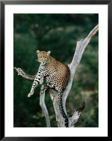 Leopard (Panthera Pardus) In Tree, Looking At Camera, Samburu National Reserve, Kenya by David Tipling Pricing Limited Edition Print image