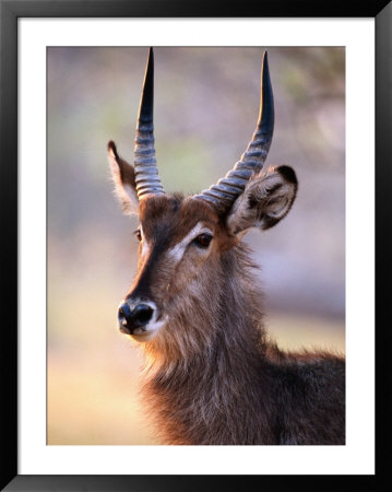Adult Waterbuck (Kobus Ellipsyprimus) At Paradise Pools, Moremi Wildlife Reserve, Botswana by Andrew Parkinson Pricing Limited Edition Print image