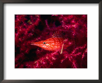Long Nosed Hawkfish In Pink Gorgonian (Oxycirrhites Typus), Indonesia by Michael Aw Pricing Limited Edition Print image