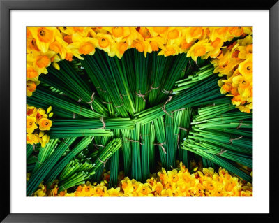 Freshly Cut Daffodils In The Dandenong Ranges, Melbourne, Victoria, Australia by John Hay Pricing Limited Edition Print image