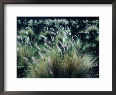 Pili Grass Growing On Lava Flow In The Kona Region, Kailua-Kona, Usa by Nicholas Pavloff Pricing Limited Edition Print image