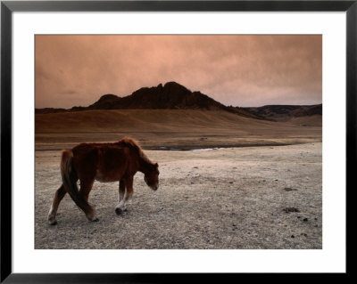 The Wild Horse Of Mongolia by Olivier Cirendini Pricing Limited Edition Print image