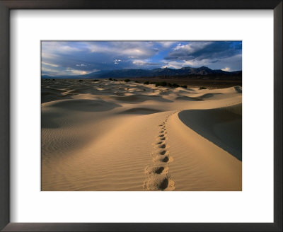 Footprints In Mesquite Sand Dunes, Death Valley National Park, Usa by Carol Polich Pricing Limited Edition Print image