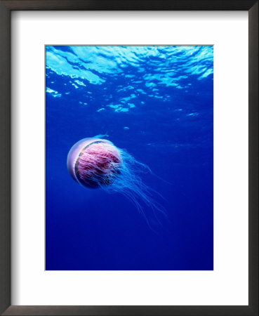 Jellyfish,,Myanmar (Burma) by Michael Aw Pricing Limited Edition Print image