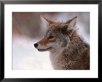 Coyote, Grand Teton National Park, Wyoming, Usa by Dee Ann Pederson Pricing Limited Edition Print image
