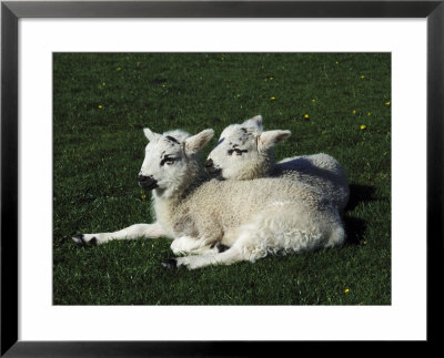 Swaledale Sheepovis Ariessibling Lambs Relaxing In Pasture, Yorkshire Dales by Mark Hamblin Pricing Limited Edition Print image