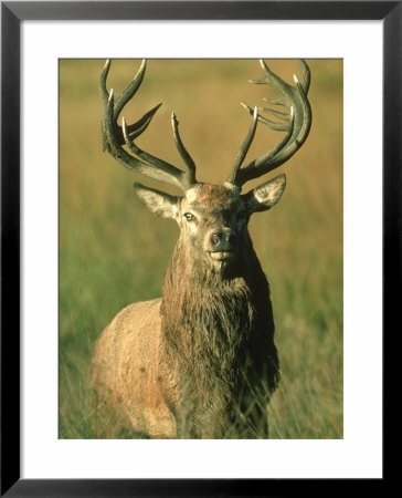 Red Deer, Cervus Elaphus Stag Portrait by Mark Hamblin Pricing Limited Edition Print image