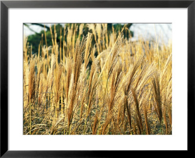 Miscanthus Sinensis (Punktchen), Close-Up Of Yellow Grass by Mark Bolton Pricing Limited Edition Print image