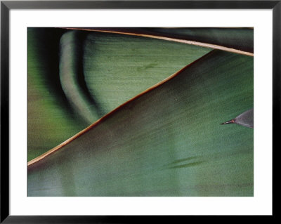 Close View Of A Maguey Leaf by Raul Touzon Pricing Limited Edition Print image