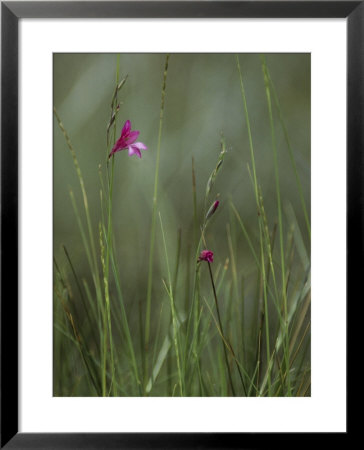 Delicate Pink Wildflower Atop Long Grassy Stem by Klaus Nigge Pricing Limited Edition Print image
