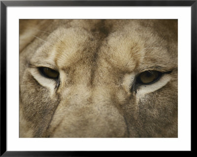 A Close View Of The Head Of A Lion by Jason Edwards Pricing Limited Edition Print image