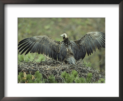 Cinereous Vulture Stretching Its Wings In Its Pine Tree Nest by Klaus Nigge Pricing Limited Edition Print image