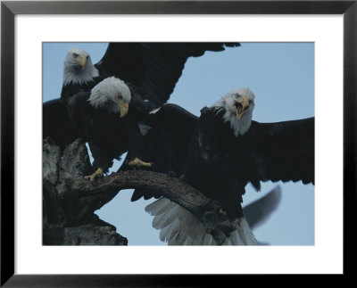 Northern American Eagles Struggle For A Perch by Norbert Rosing Pricing Limited Edition Print image