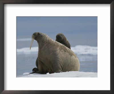 A Female Atlantic Walrus Lets Her Infant Rest On Her Back by Norbert Rosing Pricing Limited Edition Print image