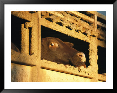 Fear In The Eyes Of A Santa Gertruti Cow In A Truck During A Muster by Jason Edwards Pricing Limited Edition Print image