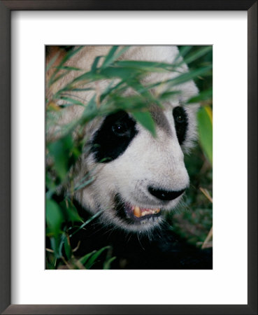 Panda, Wolong, Sichuan, China by Keren Su Pricing Limited Edition Print image