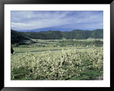 Apple And Pear Orchards In Bloom, Washington, Usa by Jamie & Judy Wild Pricing Limited Edition Print image